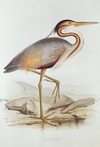बैंगनी बगुला (रंग उत्कीर्णन) द्वारा एडवर्ड लीयर