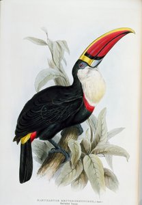 जॉन गोल्ड (1804-81) द्वारा 1833-35 में प्रकाशित &39;ए मोनोग्राफ ऑफ द रामफस्टिडी या टूकेन्स का परिवार&39; से रेड-बिल्ड टौकन द्वारा एडवर्ड लीयर
