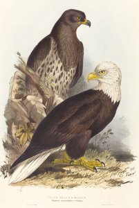 व्हाइट हेडेड ईगल हैलिएटस ल्यूकोसेफालस, 1832-1837 प्रकाशित। द्वारा एडवर्ड लीयर