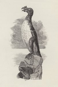 चार्ल्स किंग्सले द्वारा जल-शिशुओं के लिए चित्रण (उत्कीर्णन) द्वारा एडवर्ड लिनली (बाद में) सैम्बोर्न