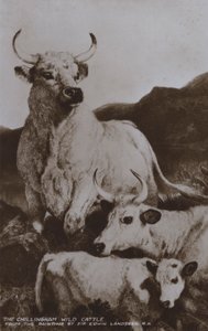चिलिंगहम जंगली मवेशी (बी/डब्ल्यू फोटो) द्वारा एडविन (बाद) लैंडसीर