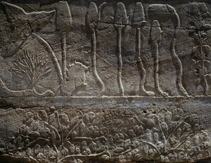  द्वारा मिस्र का 18वां राजवंश Dy