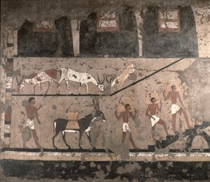 एग्रीकल्चर सीन, सक्कारा, ओल्ड किंगडम में तिवारी के मस्तबा से निकाली गई वॉल पेंटिंग, c.2494-2345 ई.पू.