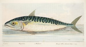 मैकेरल, मछली और मछली-तालाबों पर एक ग्रंथ से, पब। 1832 (हाथ के रंग का उत्कीर्णन)