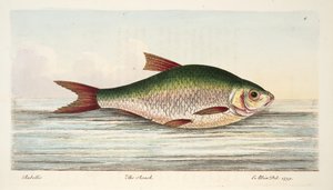 द रोच, ए ट्राइसेज़ ऑन फिश एंड फिश-पॉन्ड्स, पब। 1832 (हाथ के रंग का उत्कीर्णन) द्वारा एलियाजर एल्बिन