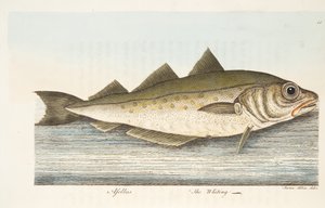 मछली और मछली-तालाब, पब पर एक ग्रंथ से व्हिटिंग। 1832 (हाथ के रंग का उत्कीर्णन) द्वारा एलियाजर एल्बिन