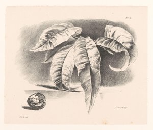  द्वारा Daiwaille और Veldhuijzen