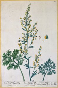 कलाकार, 1757 में &39;हर्बेरियम ब्लैकवेलियनम&39; की थाली द्वारा एलिजाबेथ ब्लैकवेल