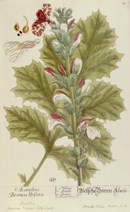 ए कुरथस ब्रांका उर्सिना, ए क्यूरियस हर्बल से, 1757 में न्यूरमबर्ग में प्रकाशित