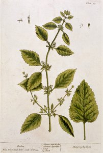 बाल्म, प्लेट 27 &39;ए क्यूरियस हर्बल&39; से, 1782 (रंग उत्कीर्णन)