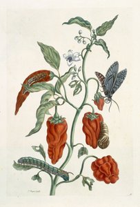 कॉम्फ्रे, &39;ए क्यूरियस हर्बल&39;, 1782 (रंग उत्कीर्णन) से