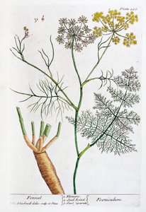सौंफ, 1782 द्वारा एलिजाबेथ ब्लैकवेल