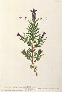 फ्रांसीसी लैवेंडर, &39;ए क्यूरियस हर्बल&39; से 241 नंबर, 1782 (रंग उत्कीर्णन) द्वारा एलिजाबेथ ब्लैकवेल