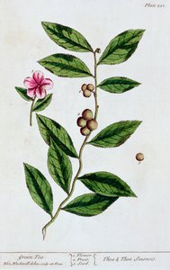हरी चाय, 1782 द्वारा एलिजाबेथ ब्लैकवेल