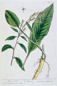 हॉर्सरैडिश, 1782 द्वारा एलिजाबेथ ब्लैकवेल