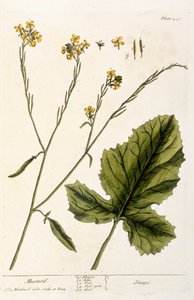 सरसों, प्लेट 446 &39;ए क्यूरियस हर्बल&39;, 1782 से प्रकाशित (रंग उत्कीर्णन)