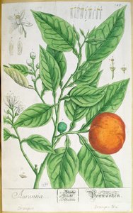 फल के साथ नारंगी शाखा, 'ए क्यूरियस हर्बल' से, 1757 में नूर्नबर्ग में प्रकाशित (रंगीन उत्कीर्णन) द्वारा एलिजाबेथ ब्लैकवेल