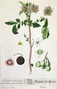 आलू का पौधा और फल, &39;हर्बेरियम ब्लैकवेलियनम&39; से प्लेट, 1757 में न्यूरेमबर्ग, जर्मनी (रंग उत्कीर्णन) प्रकाशित