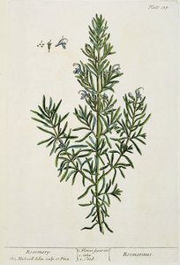&39;ए क्यूरियस हर्बल&39;, 1782 (रंग उत्कीर्णन) से रोज़मरीनस ऑफ़िसिनालिस द्वारा एलिजाबेथ ब्लैकवेल