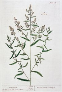 तारगोन, 1782 द्वारा एलिजाबेथ ब्लैकवेल