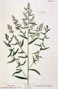 तारगोन, &39;ए क्यूरियस हर्बल&39; से प्लेट 116, 1782 प्रकाशित (रंग उत्कीर्णन) द्वारा एलिजाबेथ ब्लैकवेल
