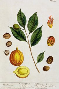 द नटमेग, प्लेट 353 &39;ए क्यूरियस हर्बल&39;, 1782 से प्रकाशित (रंग उत्कीर्णन)