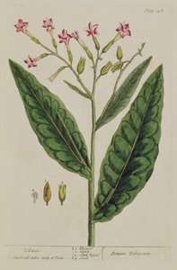 तम्बाकू, &39;ए क्यूरियस हर्बल&39; से १४६, १ from२ (रंग उत्कीर्णन)