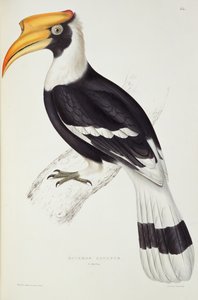 बोसेरोस कैवेटस, &39;ए सेंचुरी ऑफ बर्ड्स फ्रॉम हिमालय पर्वत&39;, 1830-32 में जॉन गोल्ड (1804-81) द्वारा