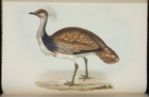 जॉन गोल्ड द्वारा &39;बर्ड्स ऑफ यूरोप&39;, बस्टर्ड