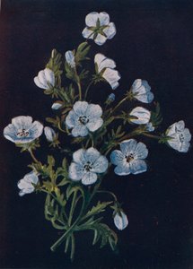 बेबी-ब्लू-आइज़, c1915, 1915
