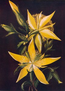 ब्लेज़िंग स्टार, c1915, 1915