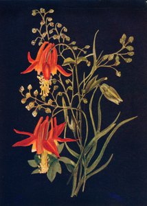 कोलंबिन, c1915, 1915