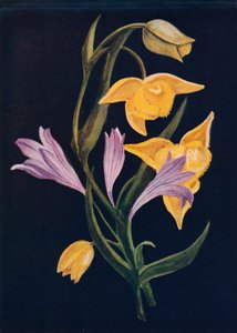 डायोजनीज लालटेन और हार्वेस्ट ब्रोदिया, c1915, 1915