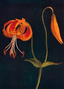 तेंदुआ लिली, c1915, 1915