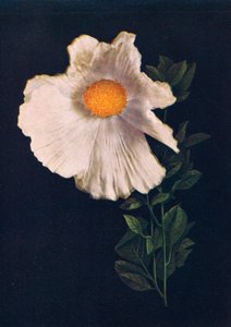 मतलीजा पोपी, c1915, 1915