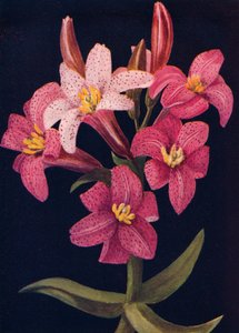 रूबी लिली, c1915, 1915