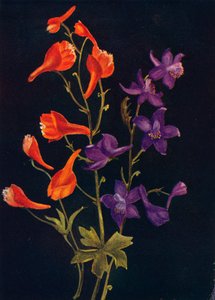 स्कारलेट और ब्लू लार्कसपुर, c1915, 1915