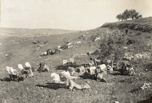 एम्बुलेंस ऊंट, c.1916-19 (b/w फोटो) द्वारा अंग्रेजी फोटोग्राफर