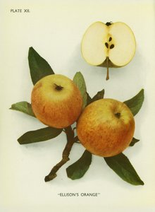  द्वारा अंग्रेजी फोटोग्राफर