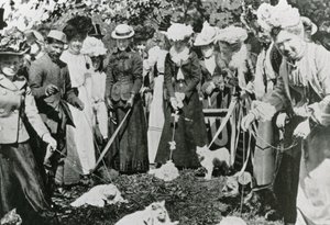 1900 में रॉयल बोटैनिकल गार्डन, वेस्टमिंस्टर में कैट शो द्वारा अंग्रेजी फोटोग्राफर