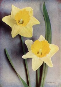  द्वारा अंग्रेजी फोटोग्राफर