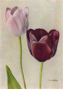  द्वारा अंग्रेजी फोटोग्राफर