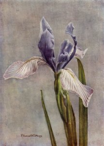  द्वारा अंग्रेजी फोटोग्राफर