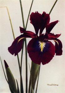  द्वारा अंग्रेजी फोटोग्राफर