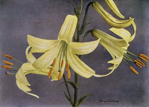  द्वारा अंग्रेजी फोटोग्राफर