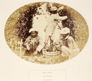 जे। फोर्ब्स वॉटसन द्वारा मलसे (माली), हिंदू, मद्रास, भारत के लोग, 1868 प्रकाशित (एल्बम प्रिंट) द्वारा अंग्रेजी फोटोग्राफर