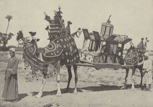 काहिरा में विवाह समारोह द्वारा अंग्रेजी फोटोग्राफर