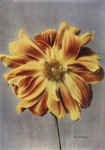  द्वारा अंग्रेजी फोटोग्राफर