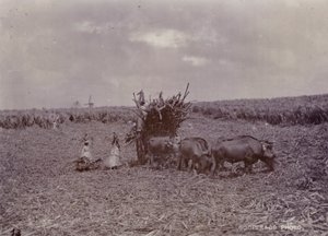 चीनी बागान, बारबाडोस, 1880 द्वारा अंग्रेजी फोटोग्राफर