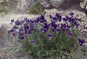  द्वारा अंग्रेजी फोटोग्राफर